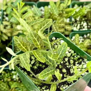 Solanum Evolvulifolium Live Plant – Rare Tropical in 4 Inch Pot - Image 1