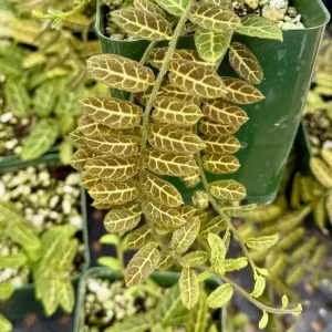 Solanum evolvulifolium Live Plant – Rare Tropical Vine in 4 Inch Pot - Image 2