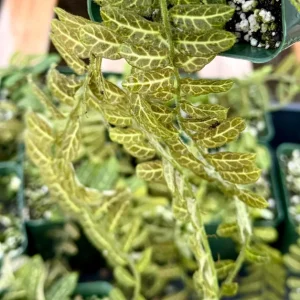 Solanum evolvulifolium Live Plant – Rare Tropical Vine in 4 Inch Pot - Image 3