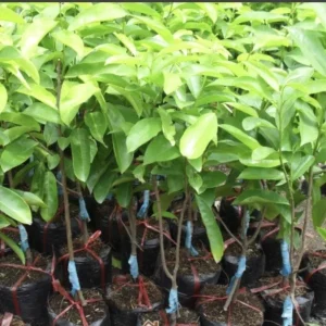 Soursop Live Plant (Annona Muricata) - Tropical Fruit Tree, 6-12 Inch, Potted - Image 2