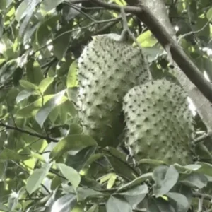 Soursop Live Plant (Annona Muricata) - Tropical Fruit Tree, 6-12 Inch, Potted - Image 3