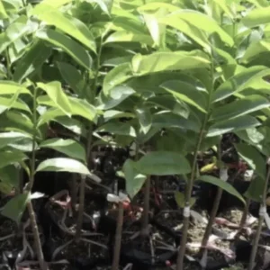 Soursop Live Plant (Annona Muricata) - Tropical Fruit Tree, 6-12 Inch, Potted - Image 4