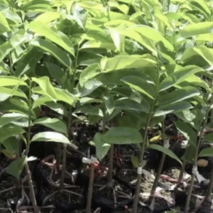 Soursop Live Plant (Annona Muricata) - Tropical Fruit Tree, 6-12 Inch, Potted - Image 5