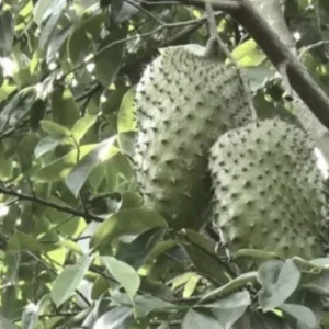 Soursop Live Plant (Annona Muricata) - Tropical Fruit Tree, 6-12 Inch, Potted - Image 6