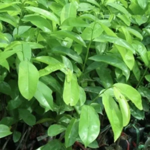 Soursop Live Plant (Annona Muricata) - Tropical Fruit Tree, 6-12 Inch, Potted - Image 7