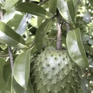 Soursop Live Plant (Annona Muricata) - Tropical Fruit Tree, 6-12 Inch, Potted - Image 1