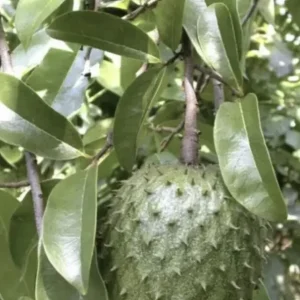 Soursop Tree Live Plant Annona Muricata 17-25 inches Tall Bare Root Outdoor Tropical Fruit - Image 2