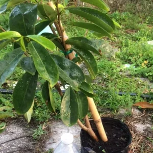 Soursop Tree Live Plant Annona Muricata 17-25 inches Tall Bare Root Outdoor Tropical Fruit - Image 3