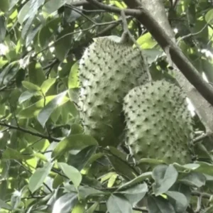 Soursop Tree Live Plant Annona Muricata 17-25 inches Tall Bare Root Outdoor Tropical Fruit - Image 4