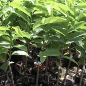 Soursop Tree Live Plant Annona Muricata 17-25 inches Tall Bare Root Outdoor Tropical Fruit - Image 5