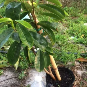 Soursop Tree Live Plant Annona Muricata 17-25 inches Tall Bare Root Outdoor Tropical Fruit - Image 1