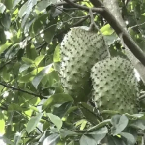 Soursop Tree Live Plant Annona Muricata 17-25 inches Tall Bare Root Outdoor Tropical Fruit - Image 6