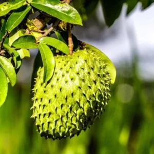 Soursop Tree Live Plant – Guanabana Fruit Tree for Garden – 8-10 Inch Tall - Image 3