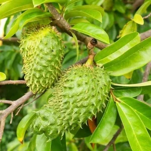 Soursop Tree Live Plant – Guanabana Fruit Tree for Garden – 8-10 Inch Tall - Image 4