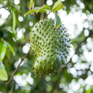 Soursop Tree Live Plant – Guanabana Fruit Tree for Garden – 8-10 Inch Tall - Image 5