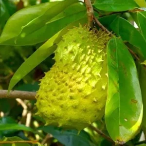 Soursop Tree Live Plant – Guanabana Fruit Tree for Garden – 8-10 Inch Tall - Image 6