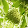 Soursop Tree Live Plant – Guanabana Fruit Tree for Garden – 8-10 Inch Tall - Image 1