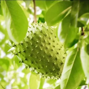 Soursop Tree Live Plant – Guanabana Fruit Tree for Garden – 8-10 Inch Tall - Image 1