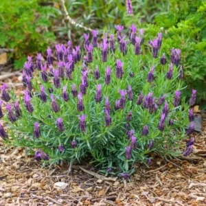 Spanish Lavender Live Starter Plant - 3-7 inch Tall - 3 inch Pot - Lavandula stoechas - Image 2