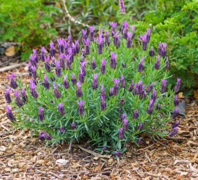 Spanish Lavender Live Starter Plant - 3-7 inch Tall - 3 inch Pot - Lavandula stoechas - Image 2