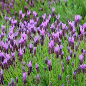 Spanish Lavender Live Starter Plant - 3-7 inch Tall - 3 inch Pot - Lavandula stoechas - Image 3