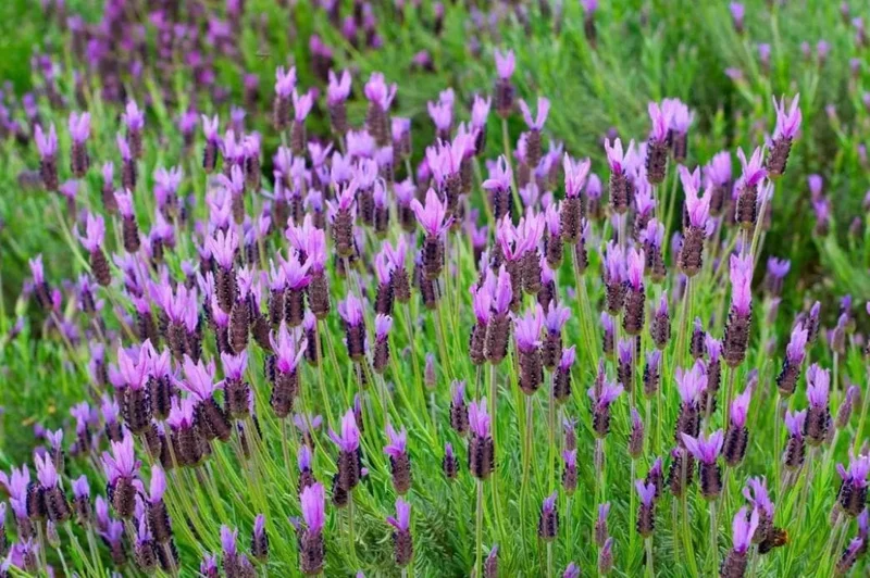 Spanish Lavender Live Starter Plant - 3-7 inch Tall - 3 inch Pot - Lavandula stoechas - Image 3