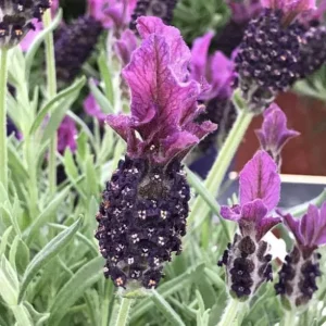 Spanish Lavender Live Starter Plant - 3-7 inch Tall - 3 inch Pot - Lavandula stoechas - Image 4