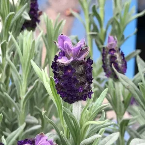 Spanish Lavender Live Starter Plant - 3-7 inch Tall - 3 inch Pot - Lavandula stoechas - Image 5