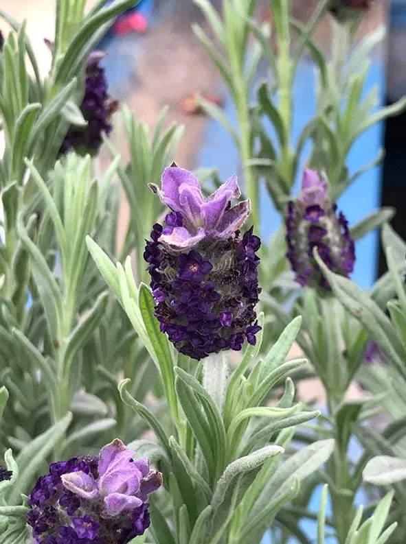 Spanish Lavender Live Starter Plant - 3-7 inch Tall - 3 inch Pot - Lavandula stoechas - Image 5