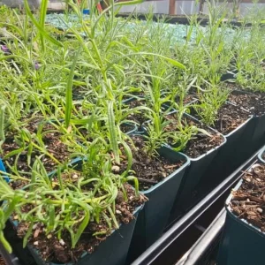 Spanish Lavender Live Starter Plant - 3-7 inch Tall - 3 inch Pot - Lavandula stoechas - Image 6