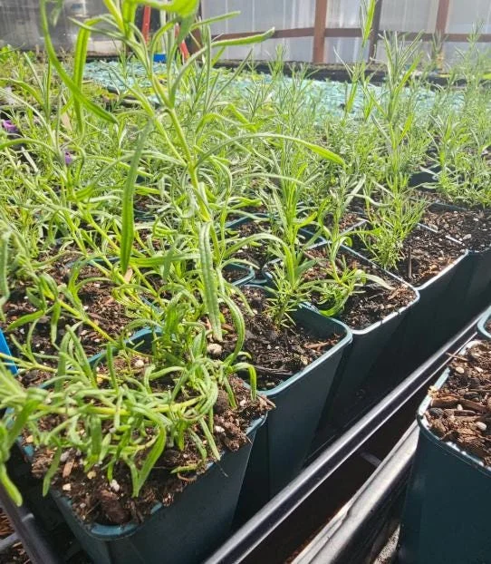 Spanish Lavender Live Starter Plant - 3-7 inch Tall - 3 inch Pot - Lavandula stoechas - Image 6