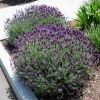 Spanish Lavender Live Starter Plant - 3-7 inch Tall - 3 inch Pot - Lavandula stoechas - Image 1