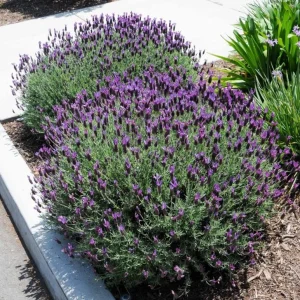 Spanish Lavender Live Starter Plant - 3-7 inch Tall - 3 inch Pot - Lavandula stoechas - Image 1