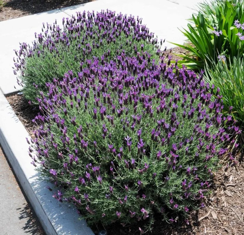 Spanish Lavender Live Starter Plant - 3-7 inch Tall - 3 inch Pot - Lavandula stoechas - Image 1