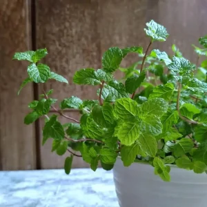 Spearmint Live Plant – 4-inch Pot – Fragrant Culinary Herb for Garden & Kitchen - Image 2