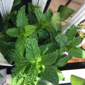 Spearmint Live Plant – 4-inch Pot – Fragrant Culinary Herb for Garden & Kitchen - Image 3