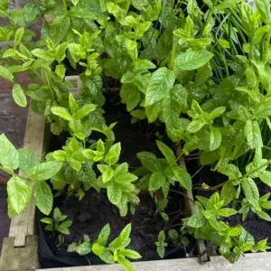 Spearmint Live Plant – 4-inch Pot – Fragrant Culinary Herb for Garden & Kitchen - Image 4