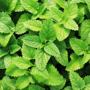 Spearmint Live Plant – 4-inch Pot – Fragrant Culinary Herb for Garden & Kitchen - Image 5