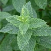 Spearmint Live Plant – 4-inch Pot – Fragrant Culinary Herb for Garden & Kitchen - Image 1