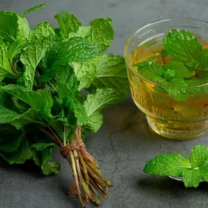 Spearmint Live Plant – 4-inch Pot – Fragrant Culinary Herb for Garden & Kitchen - Image 7