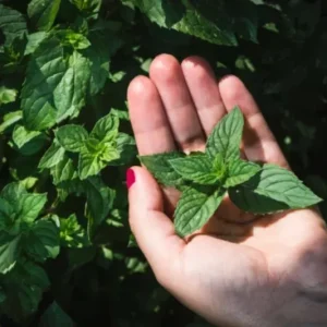 Spearmint Live Plant – 5-inch Tall, 3.5-inch Pot – Culinary Herb for Indoor & Outdoor - Image 2