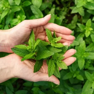 Spearmint Live Plant – 5-inch Tall, 3.5-inch Pot – Culinary Herb for Indoor & Outdoor - Image 3