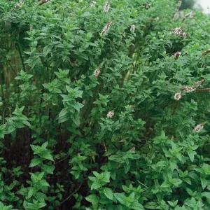 Spearmint Live Plant – 5-inch Tall, 3.5-inch Pot – Culinary Herb for Indoor & Outdoor - Image 4