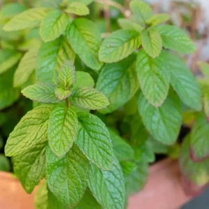 Spearmint Live Plant – 5-inch Tall, 3.5-inch Pot – Culinary Herb for Indoor & Outdoor - Image 5