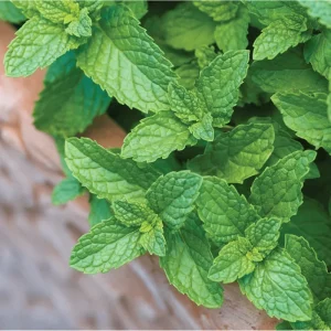 Spearmint Live Starter Plants (Mentha Spicata) - 3 Pack, 4-8 Inch Tall Fragrant Herb - Image 4