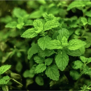 Spearmint Live Starter Plants (Mentha Spicata) - 3 Pack, 4-8 Inch Tall Fragrant Herb - Image 5