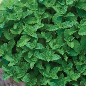 Spearmint Live Starter Plants (Mentha Spicata) - 3 Pack, 4-8 Inch Tall Fragrant Herb - Image 6