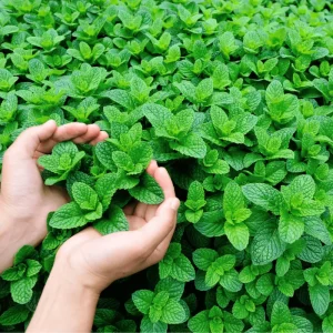 Spearmint Live Starter Plants (Mentha Spicata) - 3 Pack, 4-8 Inch Tall Fragrant Herb - Image 1