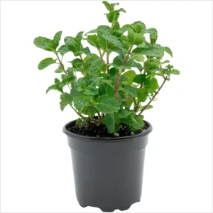 Spearmint Live Starter Plants (Mentha Spicata) - 3 Pack, 4-8 Inch Tall Fragrant Herb - Image 7