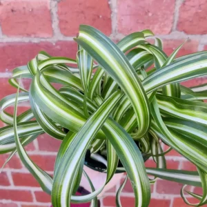 Spider Plant Live Houseplant - 10-inch Tall, 4-inch Pot, Easy Care Indoor Plant - Image 2